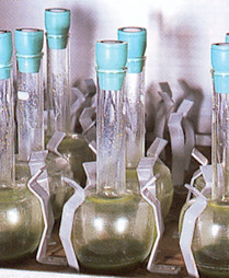 chlorella culture