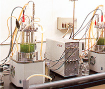 chlorella fermented