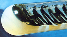 chlorella vulgaris